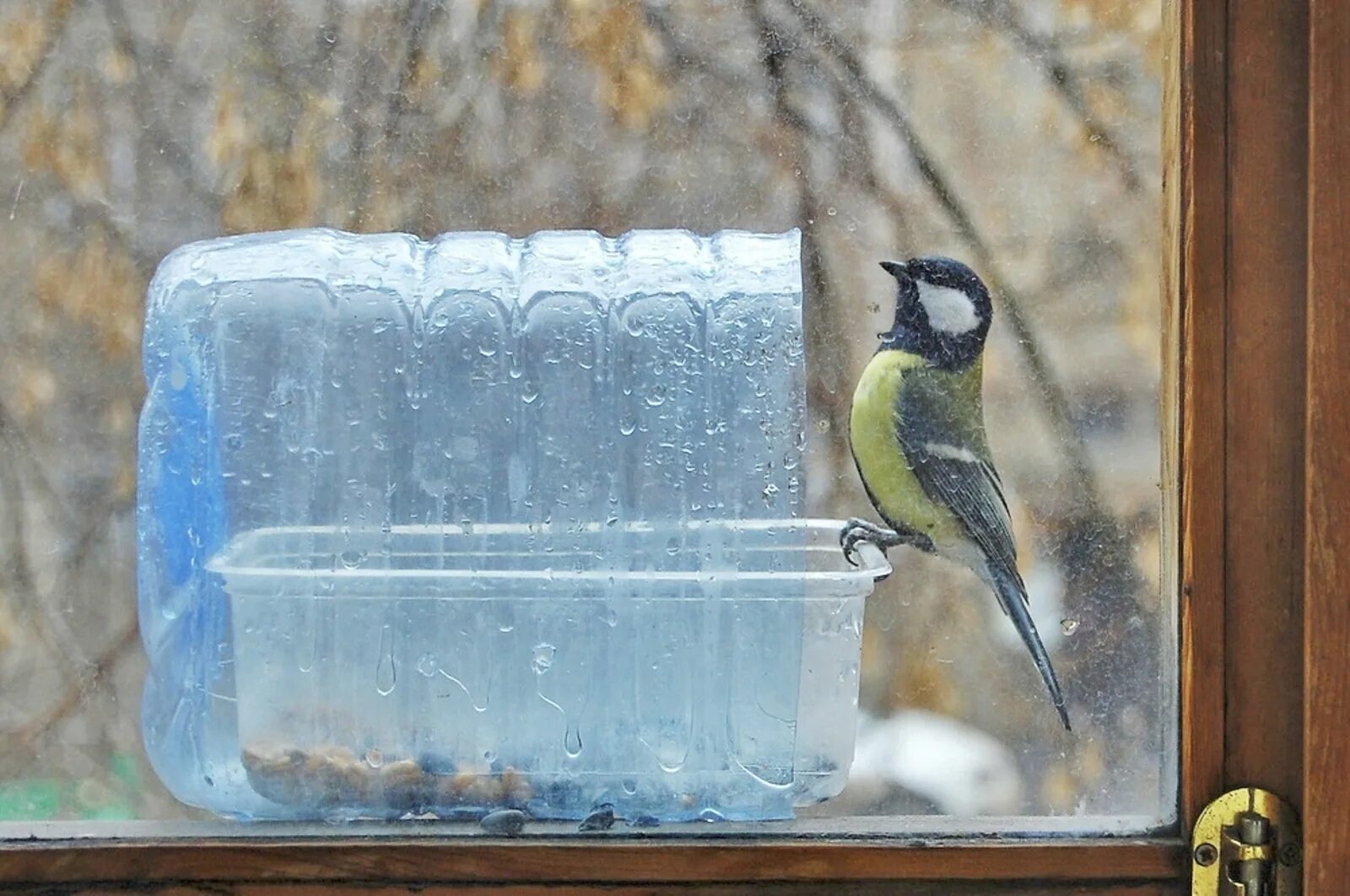 Кормушка из бутылки. Автоматическая кормушка для синиц. Кормушка для птиц на окно из бутылки. Кормушка для птиц на окно из бутылки. Кормушка для птиц на присоске.