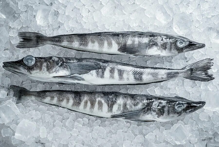 Щука свежемороженая. Ледяная рыба. Ледяная рыба (свежемороженая). Арктическая ледяная рыба. Сколько стоят ледяную.