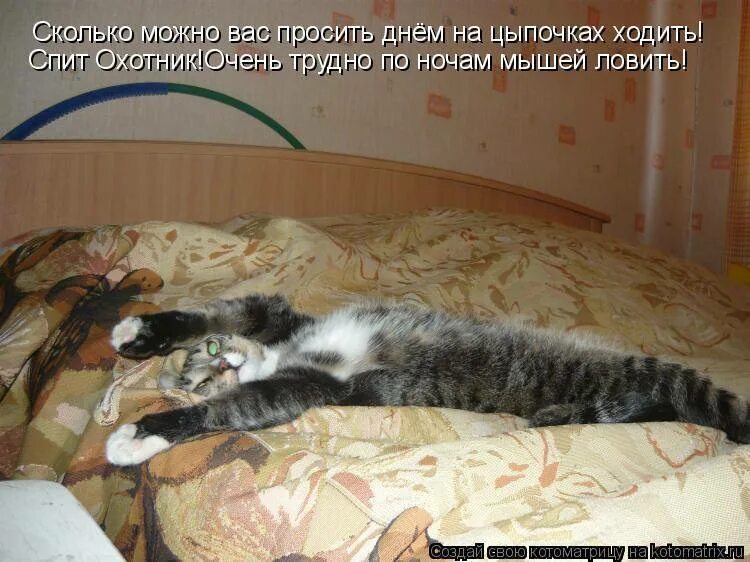 Ничем поспать. Спящие котики с надписями. Сплю я сплю. Кошка мешает спать.