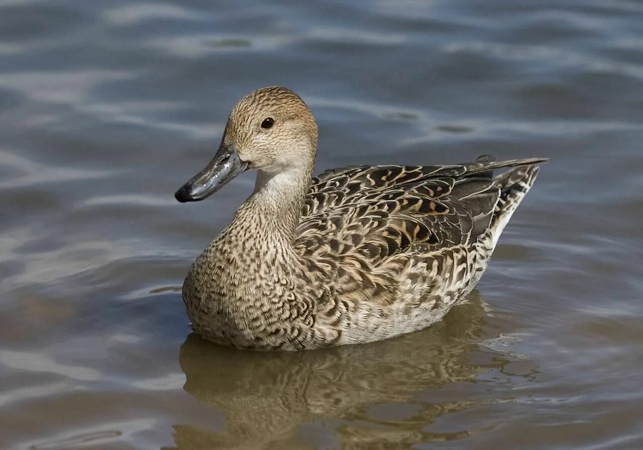 Duck bird