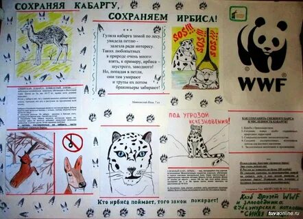 Плакат на тему сохранение снежного барса