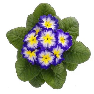 Синяя примула
