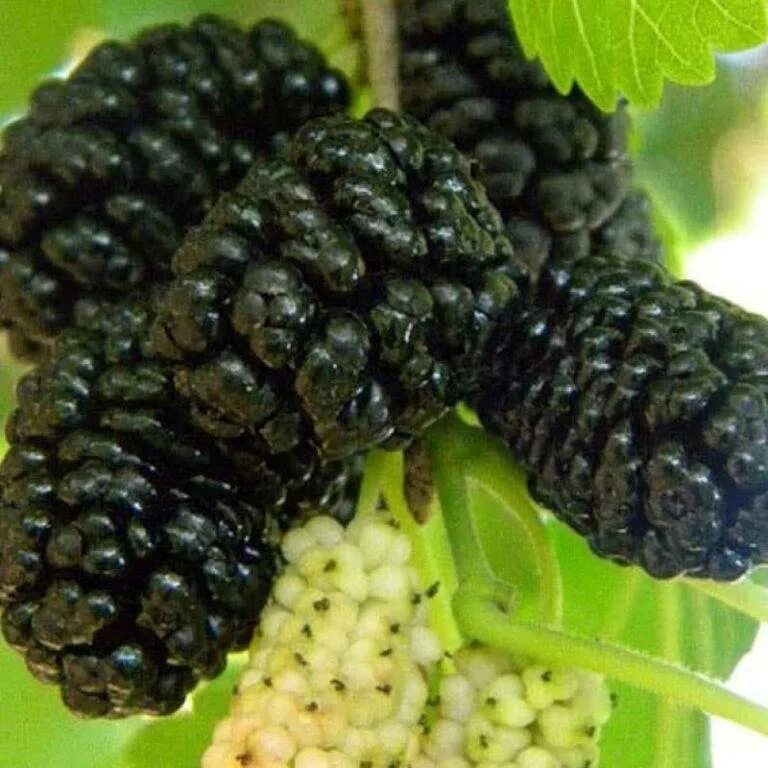 Какие сорта шелковицы