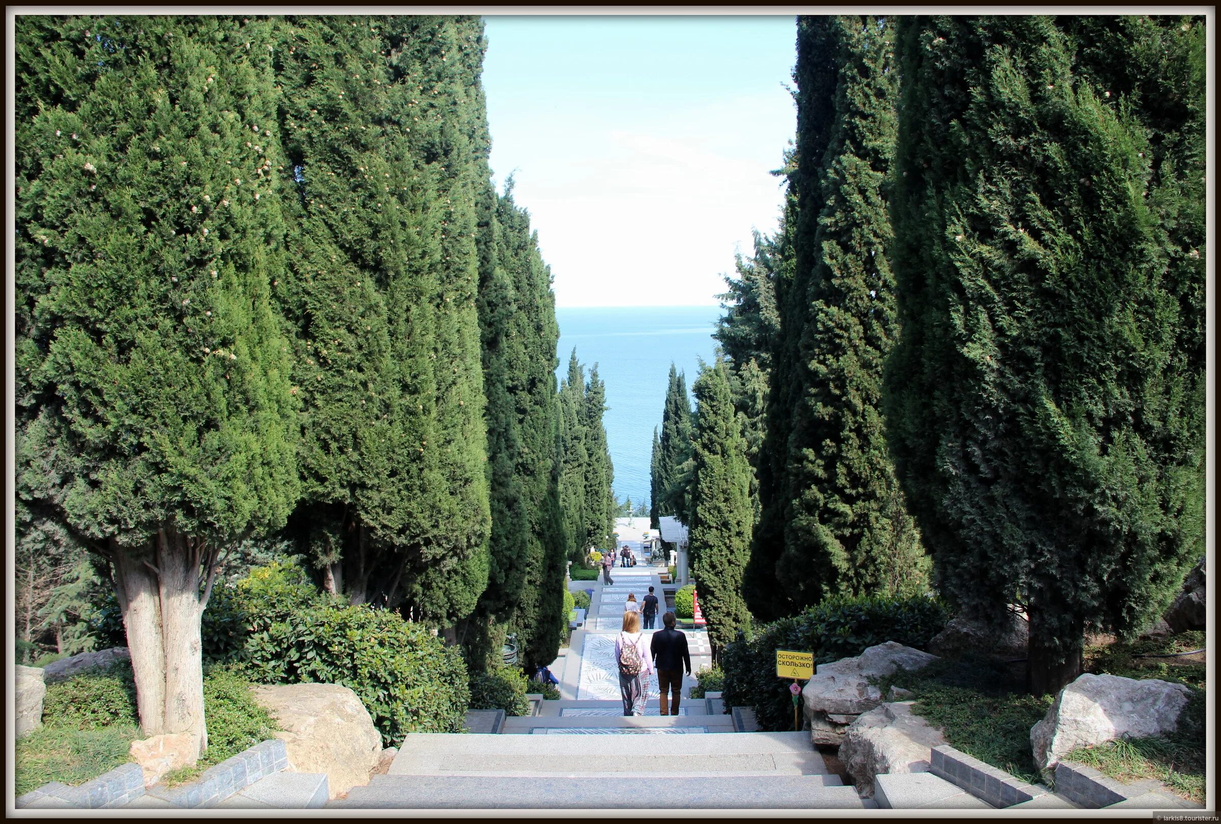 Окрестность алушты. Кипарисовая аллея в Партените. Кипарисовая аллея Симеиз. Алушта Кипарисовая аллея. Кипарис Крымский.