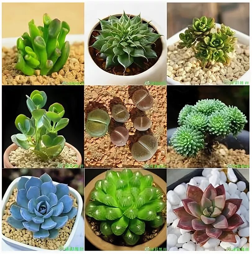 Крассула Бенджамин Суккуленты и кактусы. Кактусы и суккуленты для дома