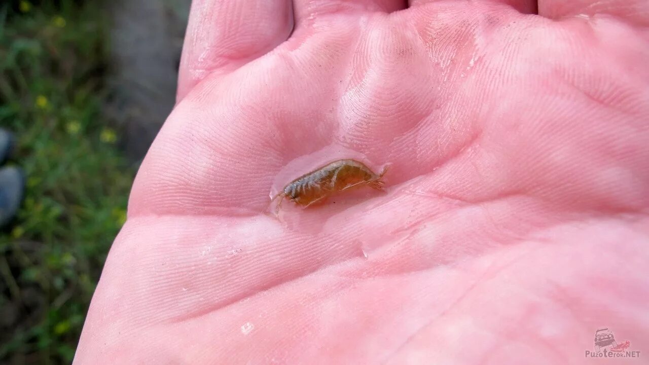 Ракообразные в озерах. Маленькие рачки. Маленькие рачки в воде.