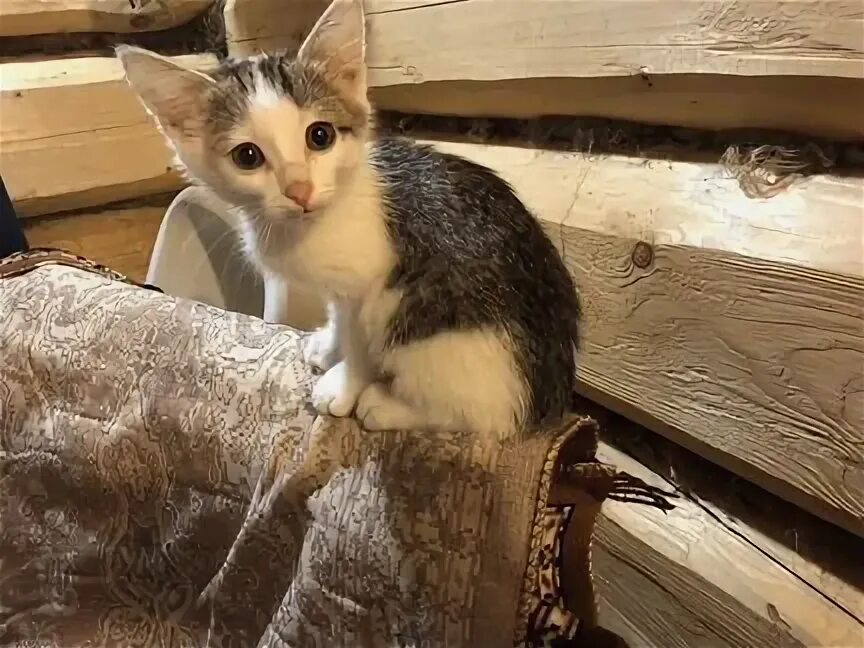 Сиамский котенок 2 месяца. Найден кот сарапул. Белый котик. Кошки на авито в ижевске. Котята.