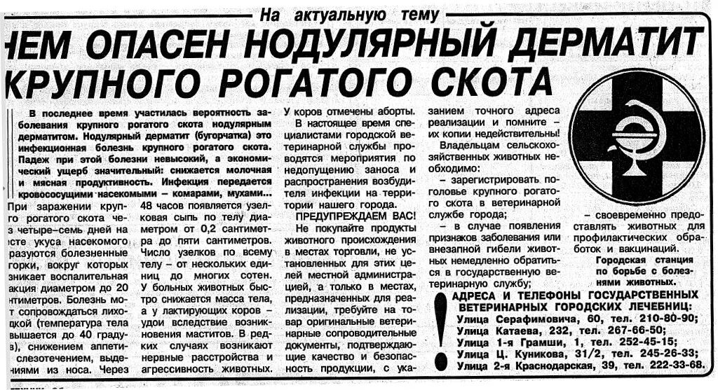 узелковый дерматит правила. модулярный дерматит крс. нодулярный дерматит крупного рогатого скота инструкция. симптомы нодулярного дерматита крс. узелковый нодулярный дерматит.