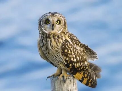 Ұлы мен оның жас анасы жыныстық қатынасқа түскен