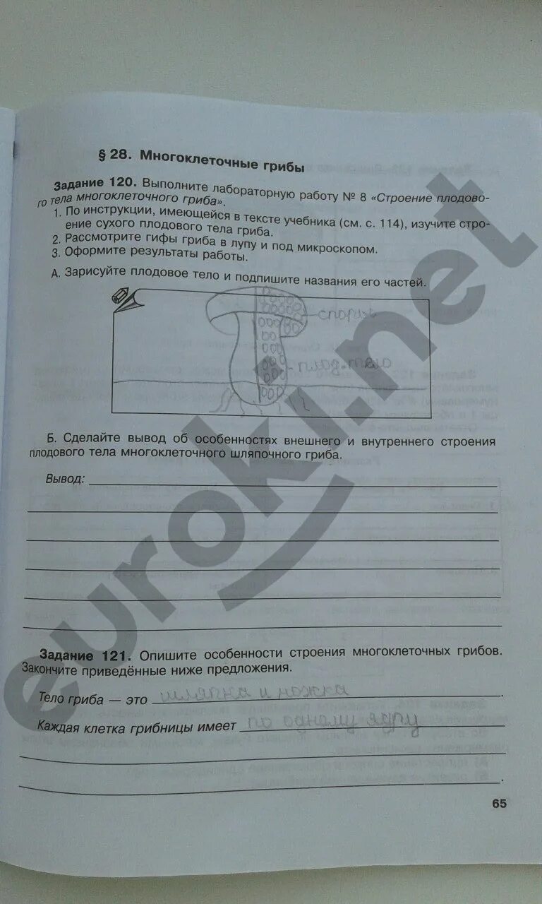 Биология 6 класс рабочая тетрадь пономарева. Рабочая тетрадь по биологии. Пасечник рабочая тетрадь 6 класс. Тесты по биологии 6 класс к учебнику пасечника. Биология 6 класс и н пономарева.
