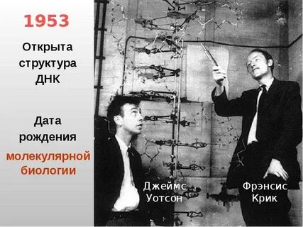 Кто предложил модель днк