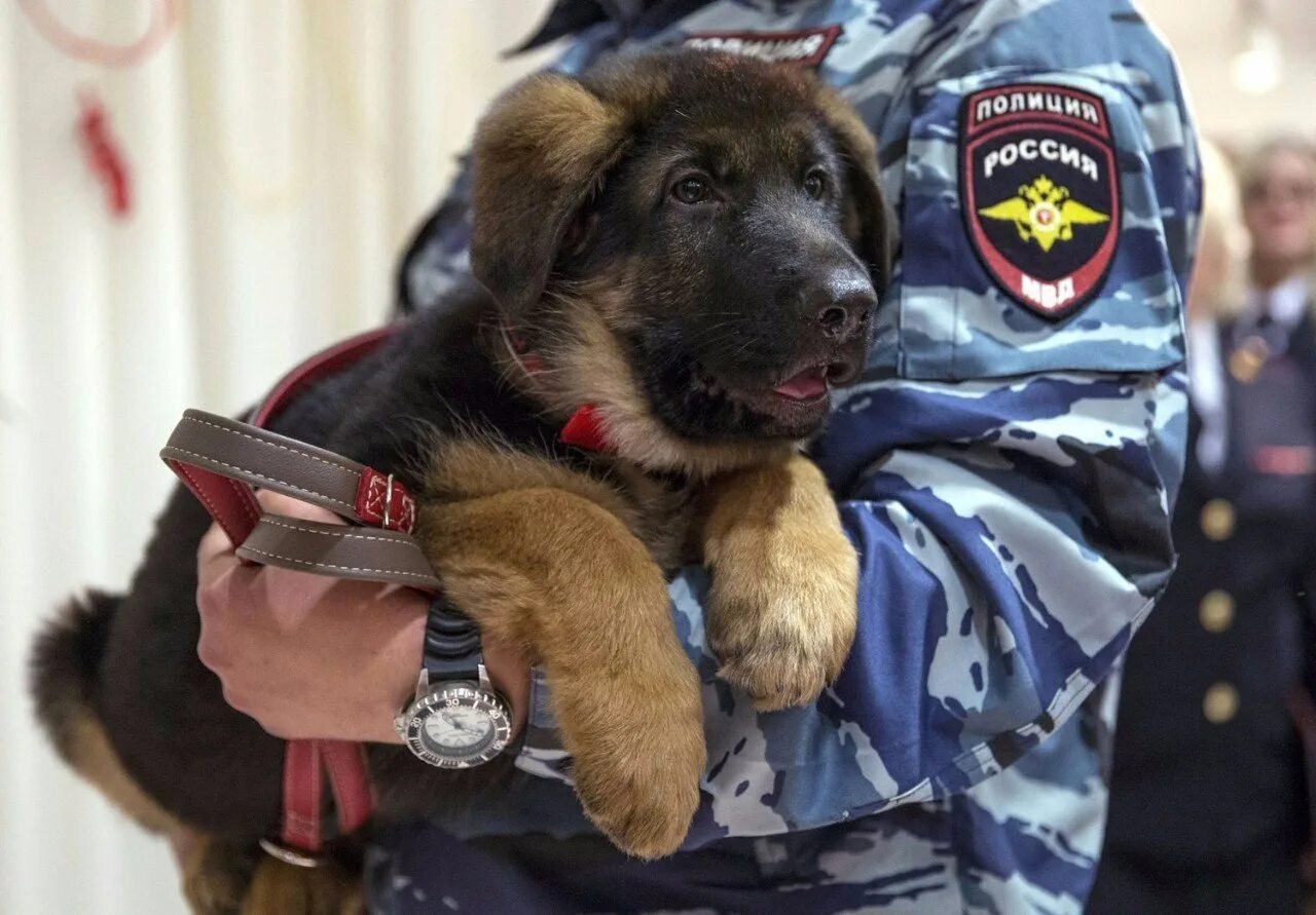 Собаки используемые в полиции. Немецкая овчарка в полиции рф. овчарка кинологическая. овчарка кинология. немецкая овчарка кинологическая.