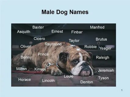 Имя dog