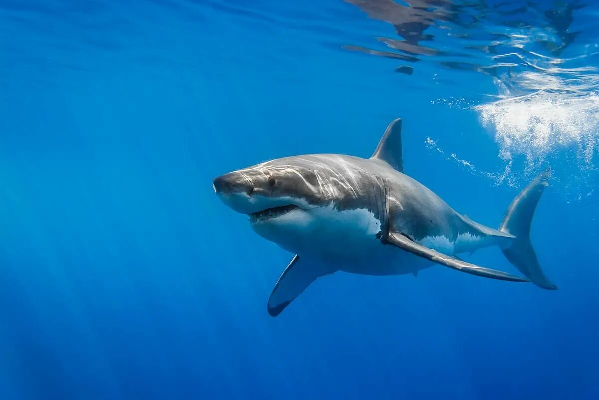 В тихом океане есть акулы. Carcharodon carcharias. Атлантический океан животный мир акулы. Белая акула в Атлантическом океане. Большая белая акула Атлантический океан.