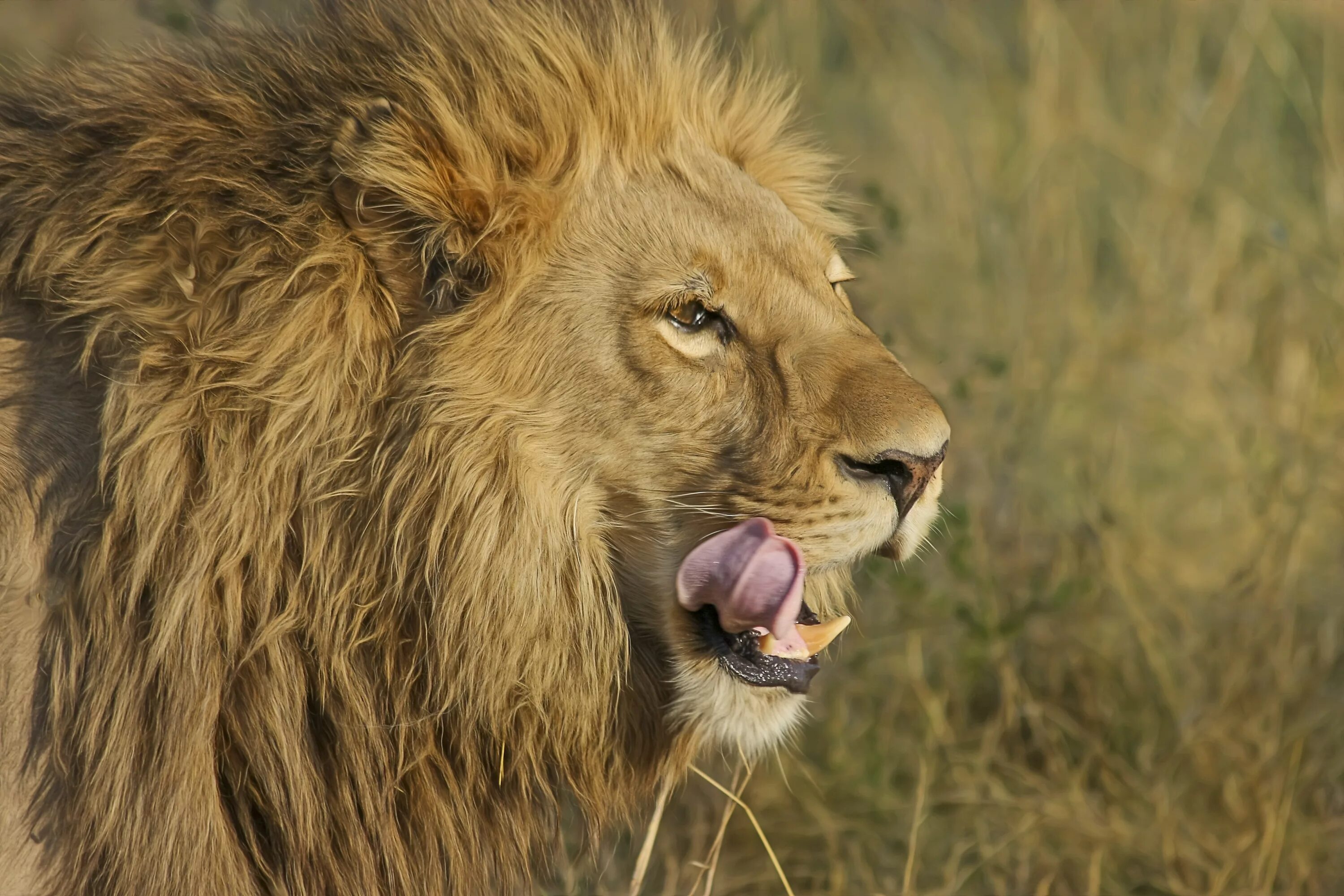 Лев это дикое животное. Лев. Лев облизывается. Африканский Лев. Хищные животные Лев.
