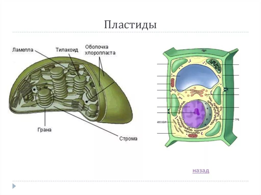 Какие клетки имеют хлоропласты. Хлоропласты в растительной клетке. Строение клетки пластиды рисунок. Структура клетки пластиды. Строение растительной клетки пластиды.