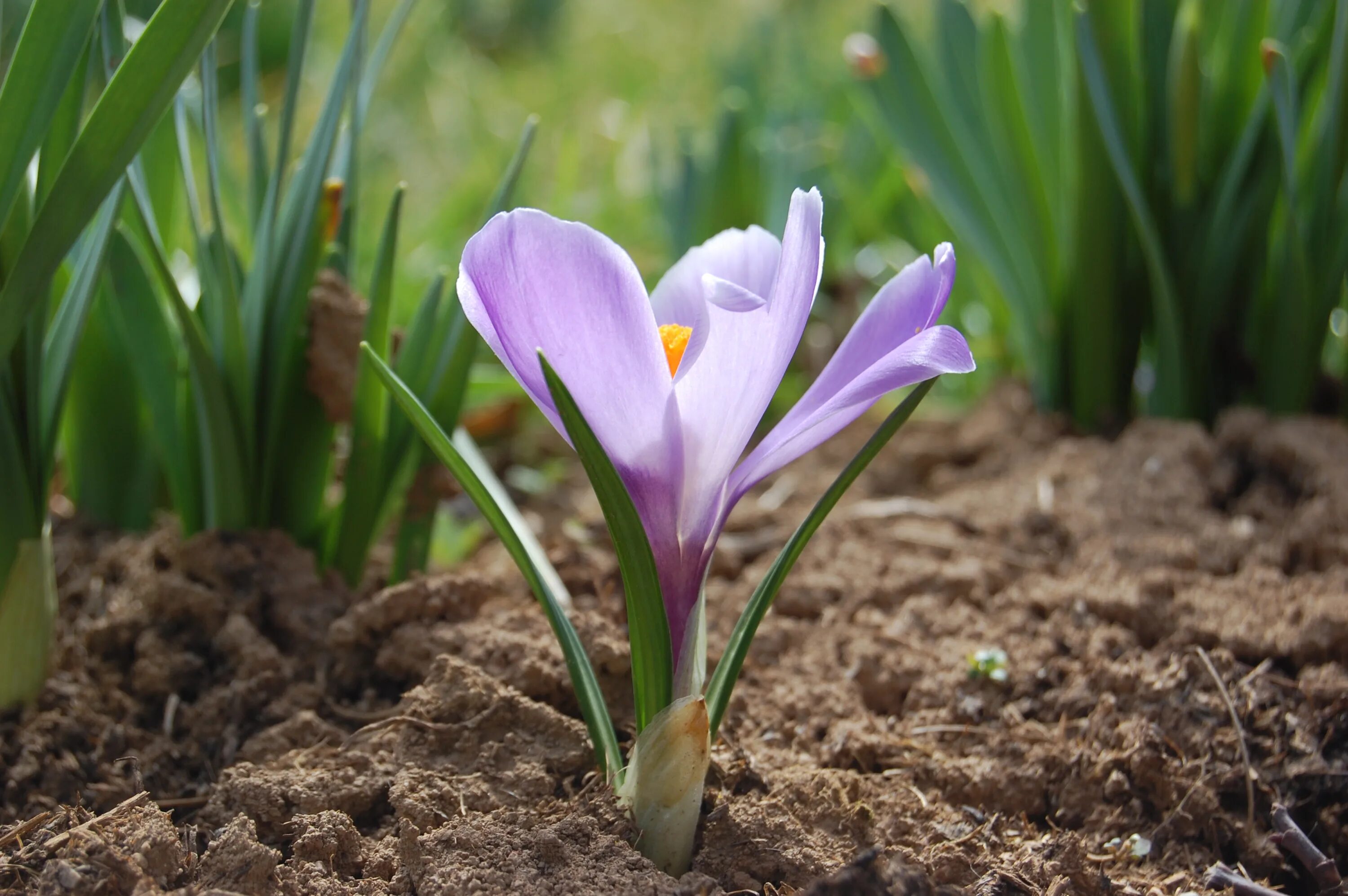 Как жить после крокуса. Крокус Шафран весенний. Крокус весенний Crocus vernus. Крокус Vanguard. Крокусы всходы весной.