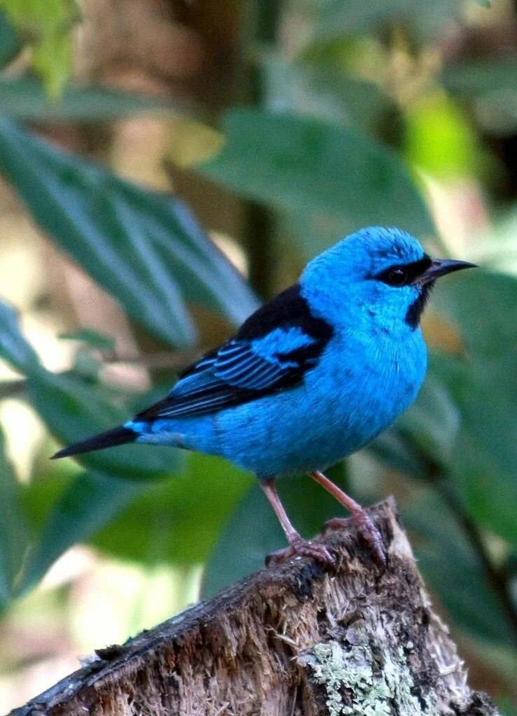 Nice birds. Масковый Дакнис. Дакнис птица. Зеленый Дакнис. Дымчатый Дакнис.