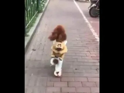 Собака ходящая на 2 ногах
