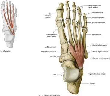 Foot это сколько