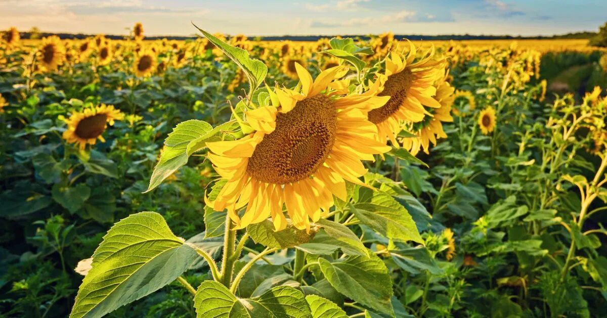 Тонны подсолнечника. Урожайность подсолнечника 2023. Август подсолнухи. Уборка урожая подсолнечника. Урожай подсолнечника.