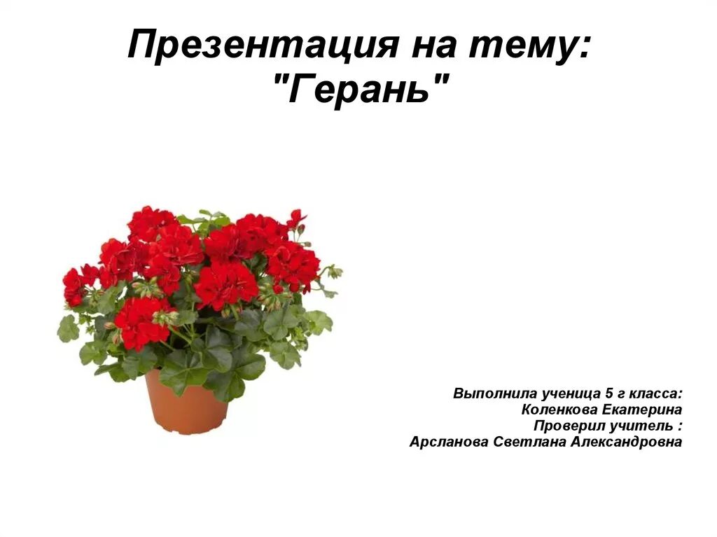 Герань презентация. Проект герань-комнатное растение. Герань комнатная. Презентация на тему пеларгония.