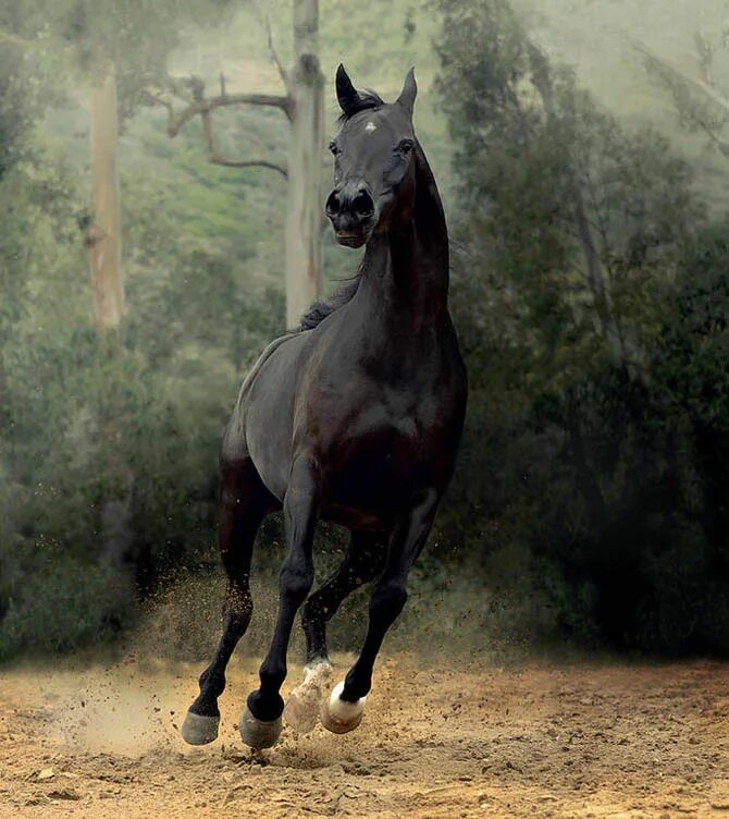 Черный конь скачет. Арабская чистокровная Вороная. Арабская лошадь Вороная. Арабская чистокровная лошадь Вороная. Вороной Мустанг иноходец.