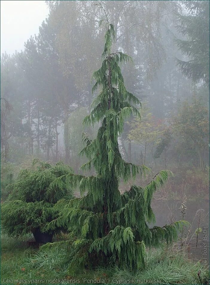 Кипарис аризонский фастигиата (cupressus arizonica fastigiata). Кипарис голдкрест. Туя смарагд конус. Кипарис вечнозелёный. Кипарисовые ели.