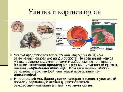 Рецепторы улитки