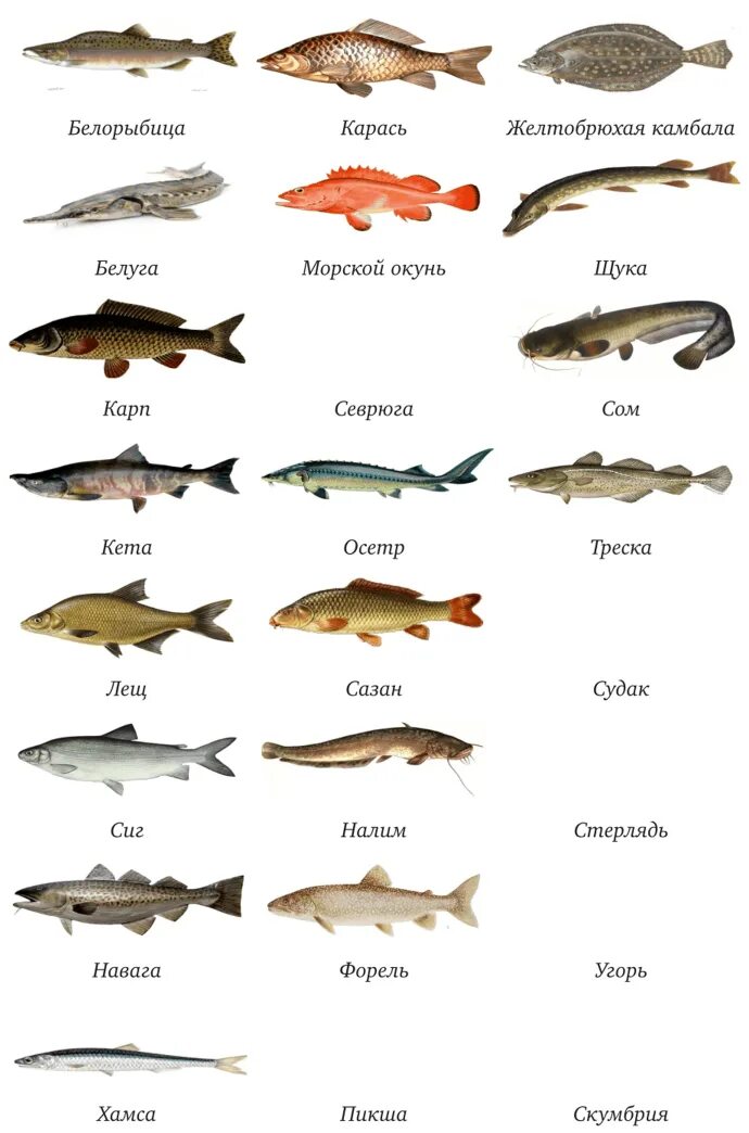 К какому семейству относится рыба. Семейства промысловых рыб таблица. Рыба семейства тресковых морская. Семейств важнейших промысловых рыб. Промысловые рыбы таблица.