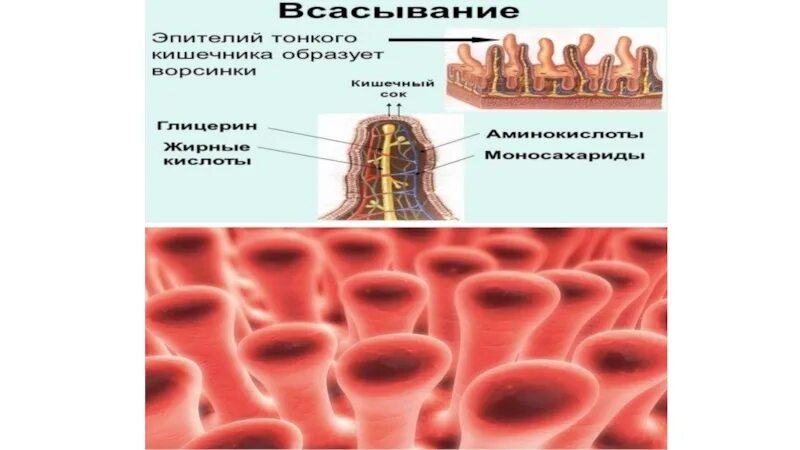 Всасывание питательных веществ в кишечнике. Всасывающие питательные вещества кровь. Основной процесс всасывания питательных веществ происходит в. Всасывание питательных веществ ворсинками эпителия. Всасывание жиров ворсинками кишечника