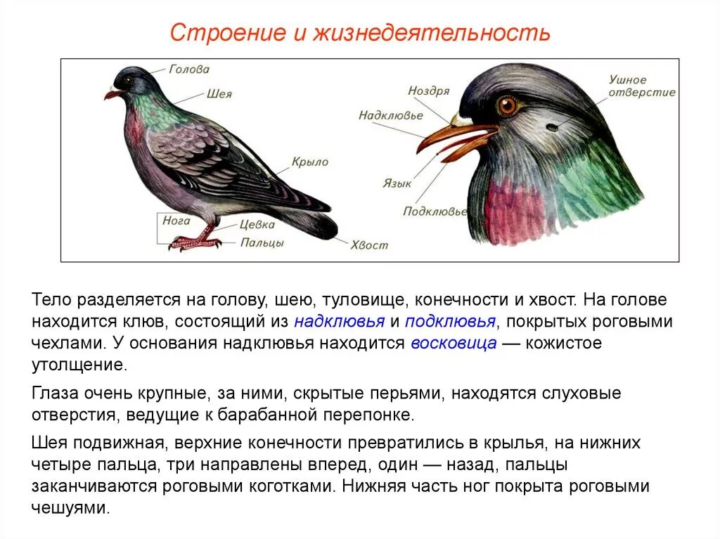 Общая характеристика птиц. Особенности внешнего строения птиц.. Строение головы птицы. Внешнее строение головы птицы. Органы чувств на голове у птиц.