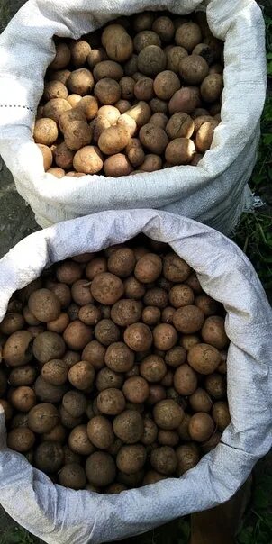 Картофель средний и мелкий - купить в Стародубе, цена 6 руб., продано 3 июля 202