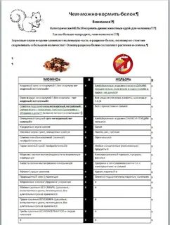 Чем можно кормить белок