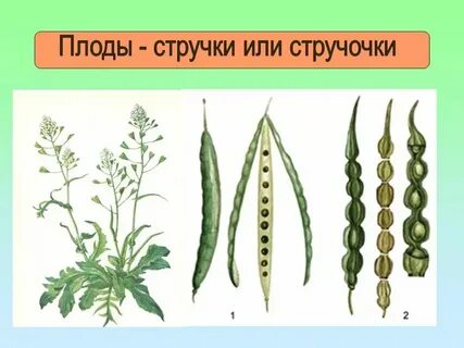 Плод стручок или стручочек какое семейство