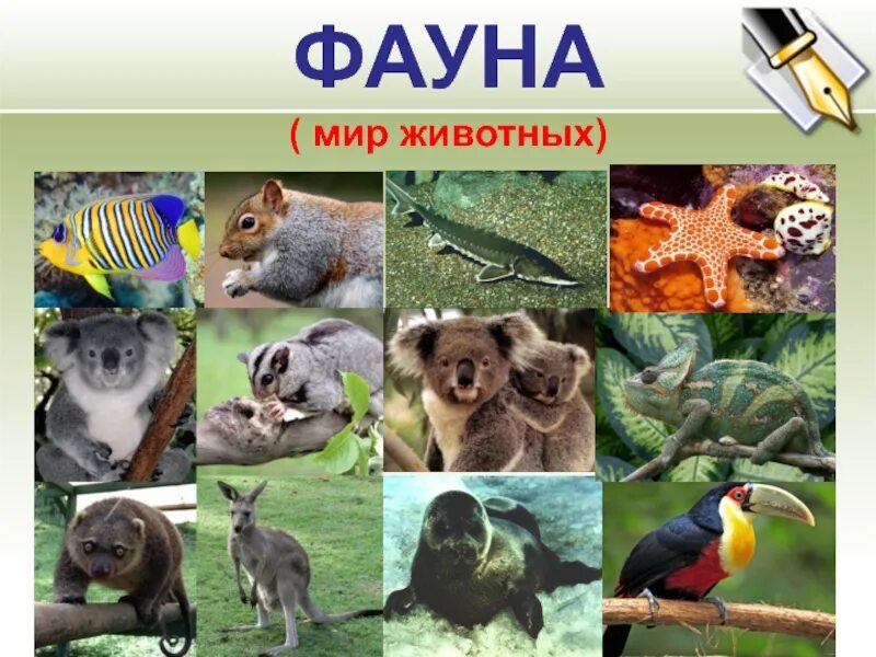 Разнообразие животных третий класс. Фауна это в биологии. многообразие животных. животные многообразие животного мира. фауна презентация.