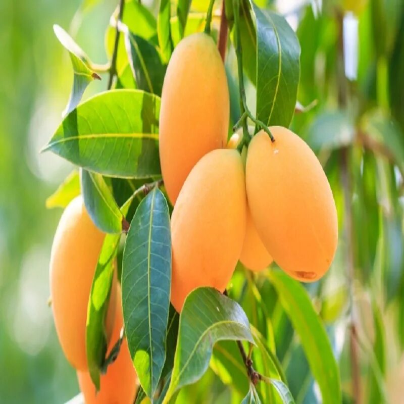 Манго дерево цветет. Манго фрукт дерево. Тайское манго дерево. Манго плодовые деревья. Манговое дерево с манго.