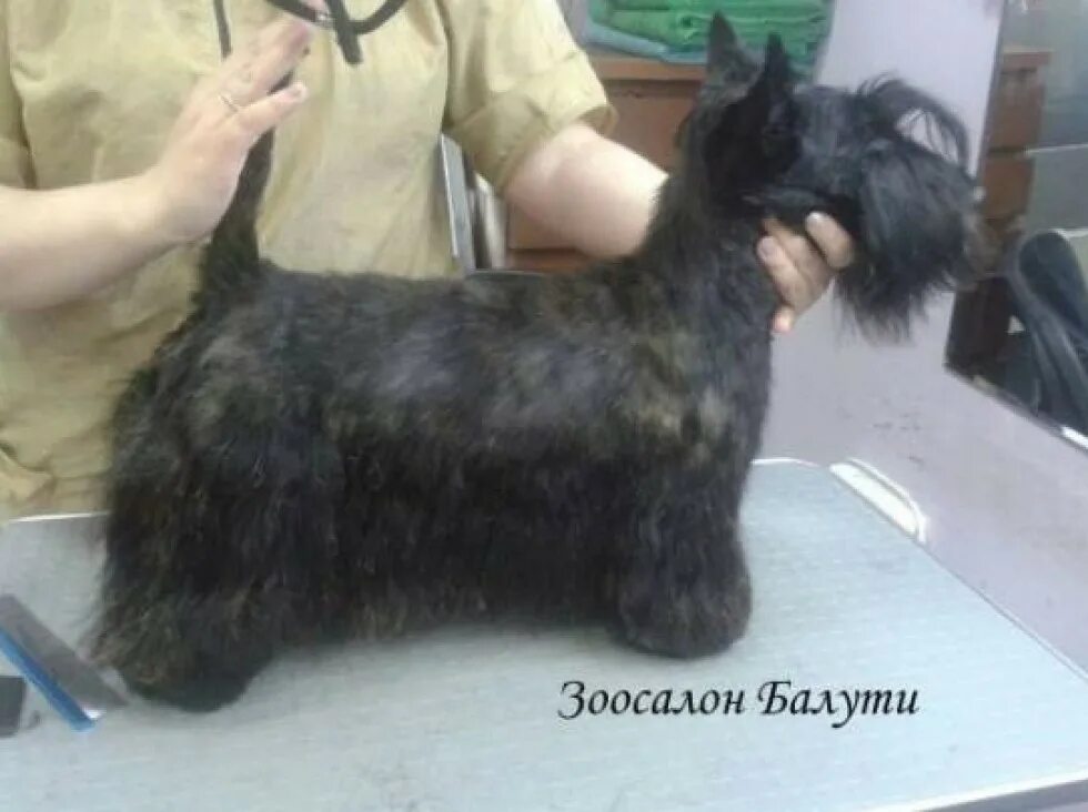 Тримминг терьера. Тримминг вест хайленд уайт терьер. Вест хайленд уайт. Керн терьер нестриженный. Груминг пшеничного терьера тримминг.