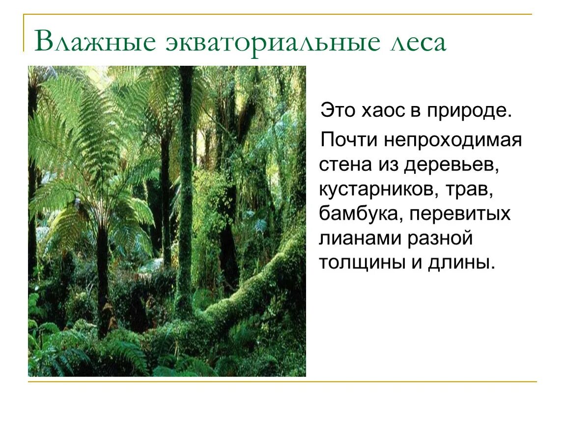 Какую площадь занимают экваториальные леса. Природные зоны экваториальные леса. Влажные экваториальные леса. Влажные экваториальные Лема. Влажные эквартариальные Лема.