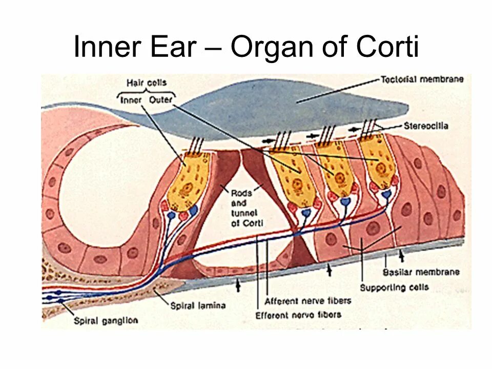 Inner system