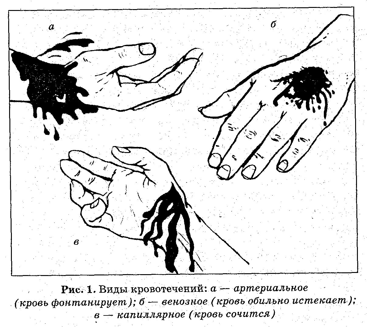 На рисунке изображена кисть