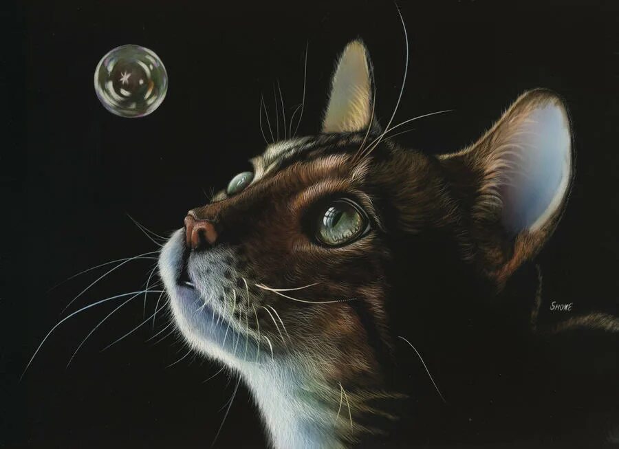 Кот пузырек. Кот пузырек