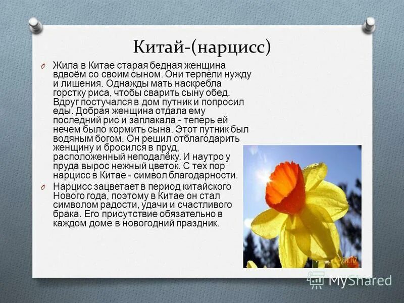 Растение символ Китая Нарцисс. Цветочные символы стран. Символ цветок какой страны. Цветы символы государств.