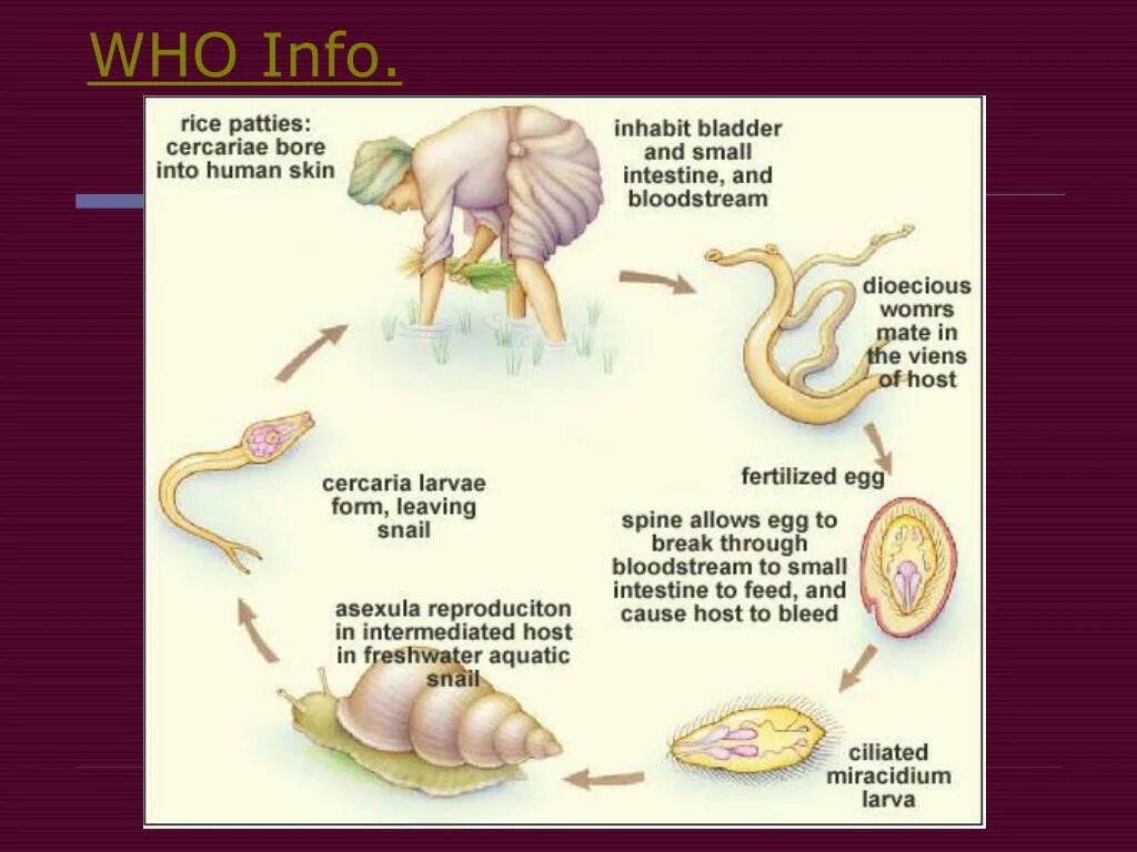 Жизненный цикл шистосомы. Schistosoma haematobium цикл развития. Жизненный цикл шистосомы haematobium. Шистосома кровяная жизненный цикл. Schistosoma haematobium жизненный цикл.