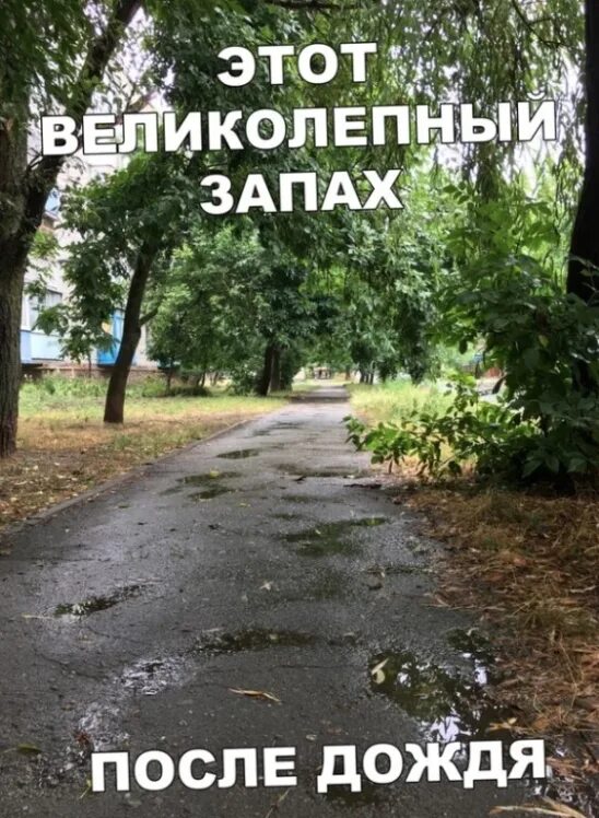 Запах ливня. Запах после дождя. люблю запах после дождя. запах земли после дождя. запах улицы после дождя.