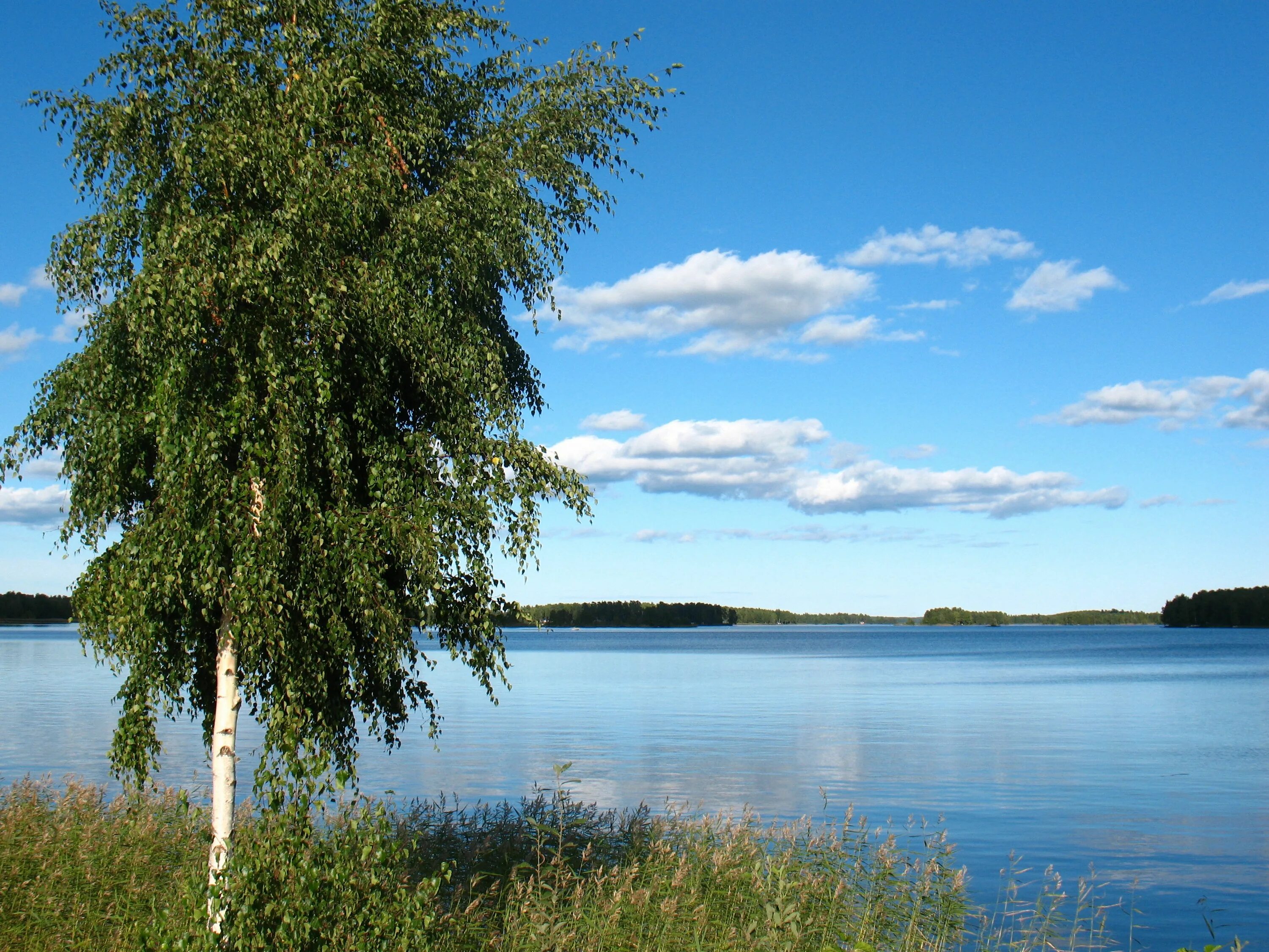 Березы склонились