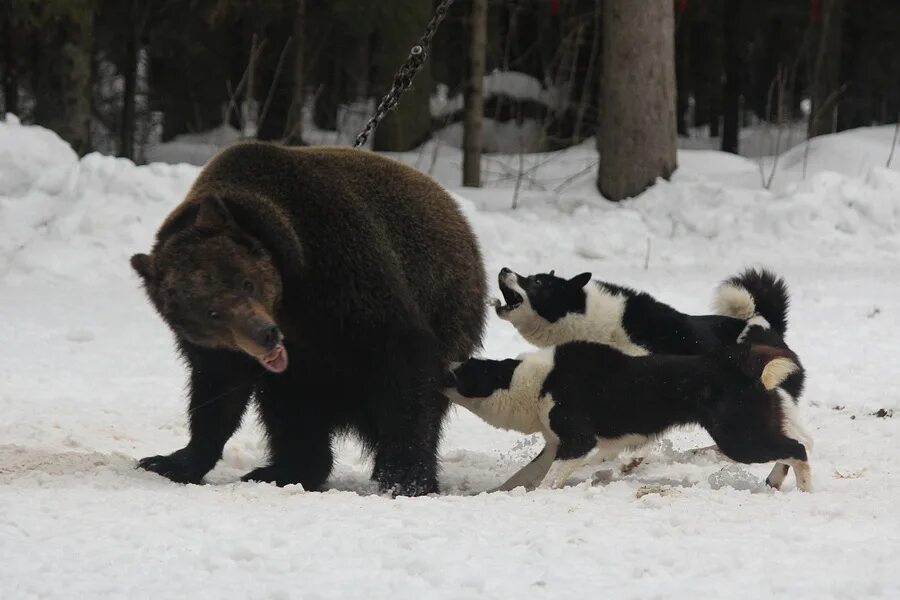 Лайка с медведями. Русско европейская лайка медведь. Лайки русско европейские охота на медведя. Рел лайка и медведь. Русско-европейская лайка против медведя.