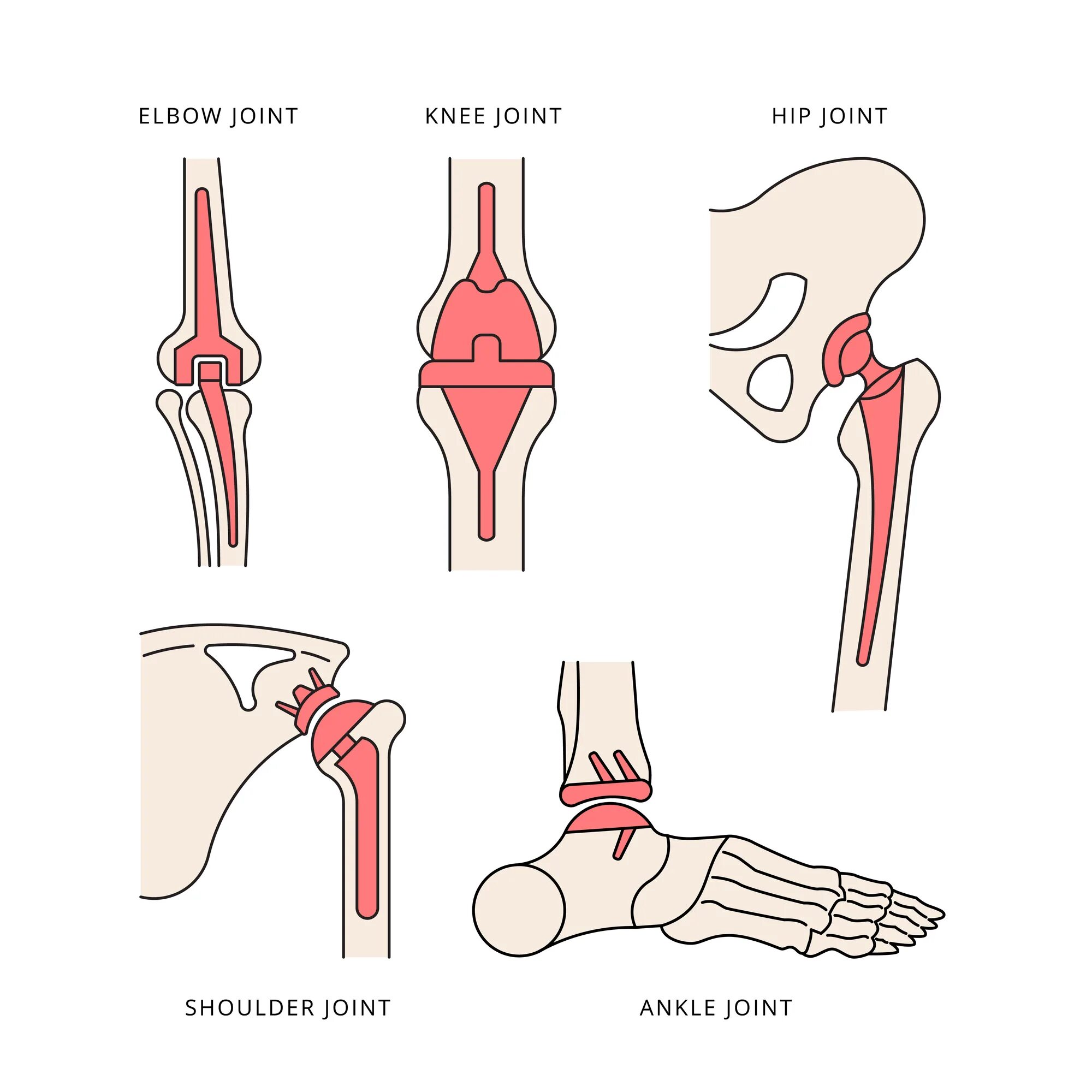 Human join. Human joints. all joints. human joint printable 1024 1024.