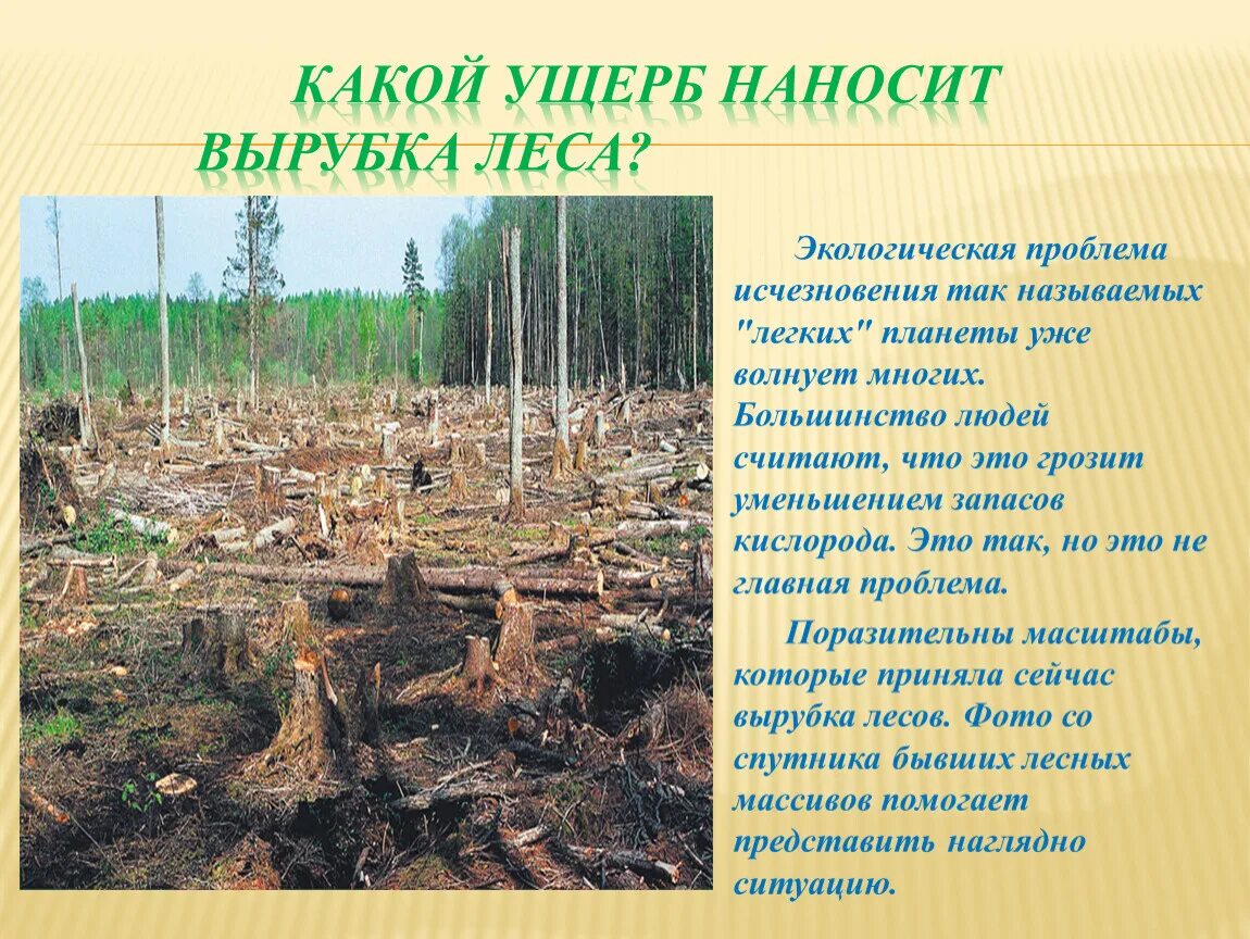 Чем грозит уменьшение. Вырубка лесов. Экология вырубка лесов. Последствия вырубки лесов. Экологические проблемы лесов.