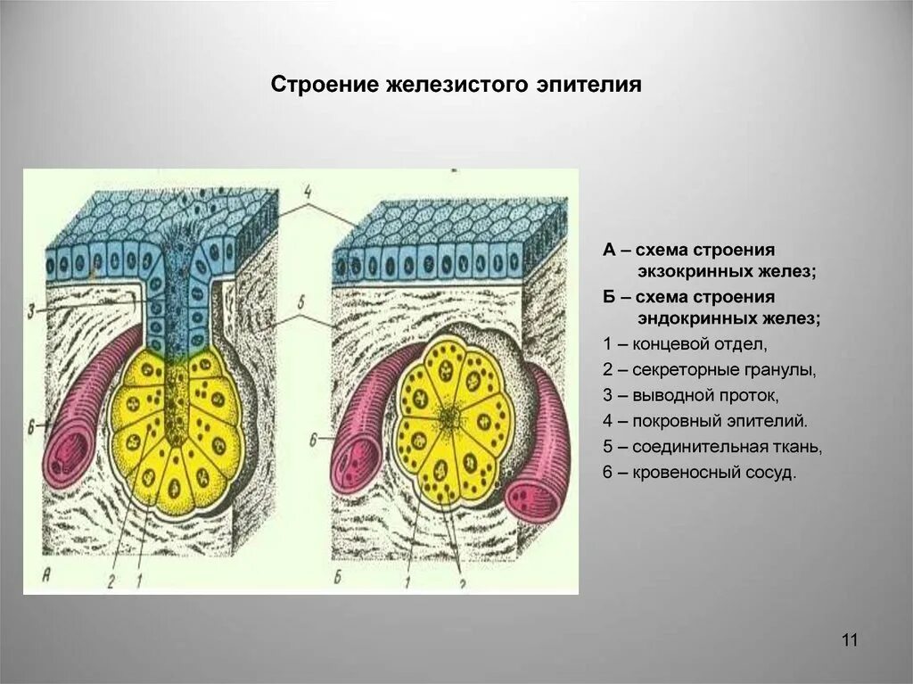 Железистый эпителий строение. Железистый экзокринный эпителий. Эпителиальная ткань железистый эпителий. Железистый эндокринный эпителий.